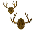 Antler Wall Mounts- Set of 2